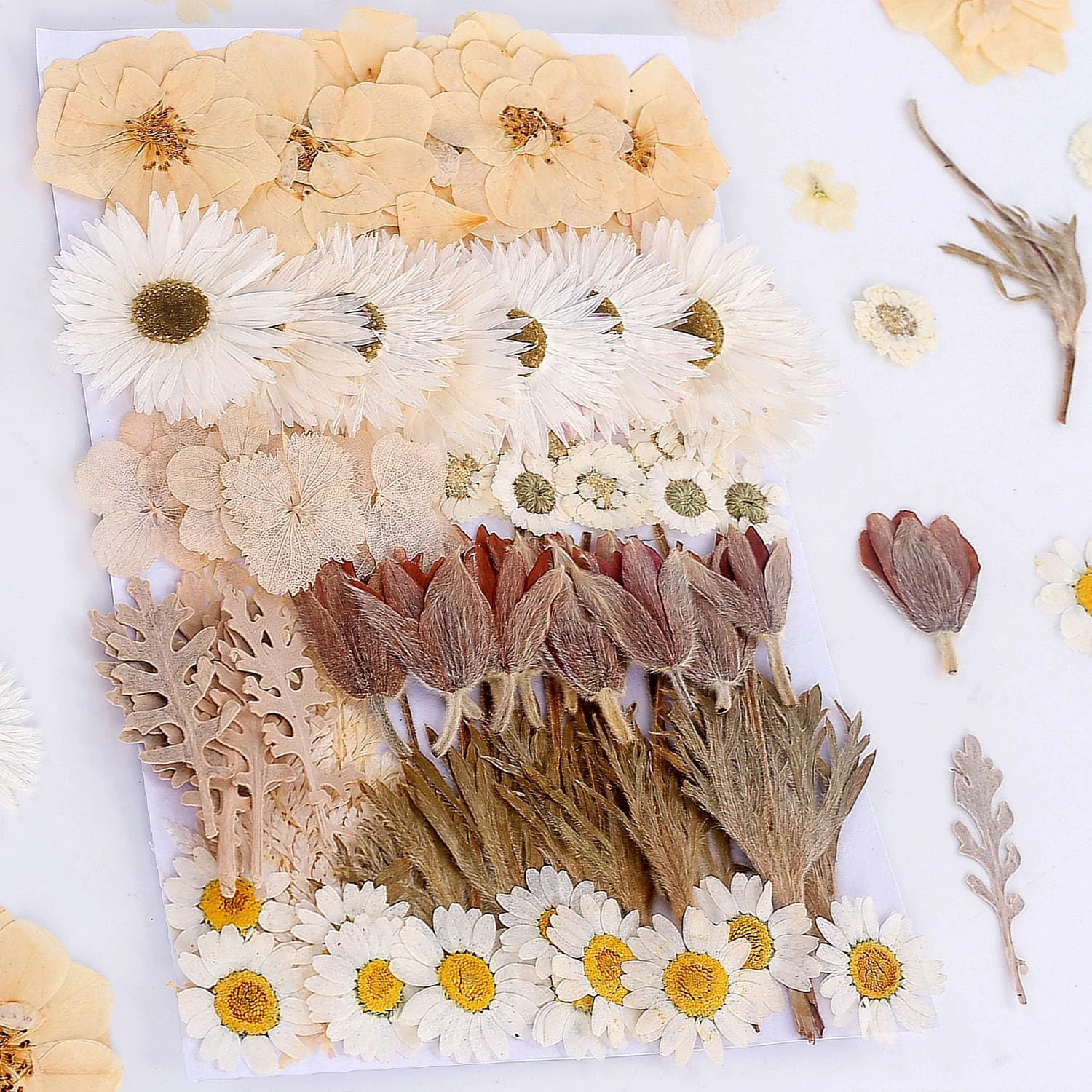 100 PCS Real Dried Pressed Flowers Leaves Natural Plant Herbarium for DIY Resin Mold Jewelry Making Craft (10 Styles)-White White 100